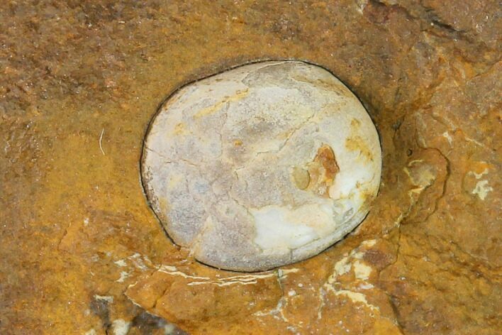 Unidentified Fossil Seed From North Dakota - Paleocene #145352